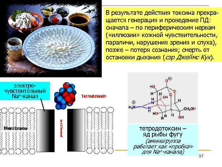 В результате действия токсина прекращается генерация и проведение ПД: сначала – по периферическим нервам