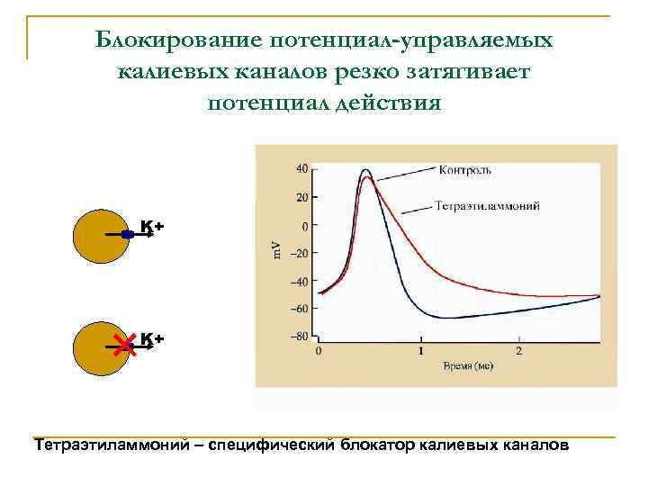 Блокирование потенциал-управляемых калиевых каналов резко затягивает потенциал действия K+ K+ Тетраэтиламмоний – специфический блокатор