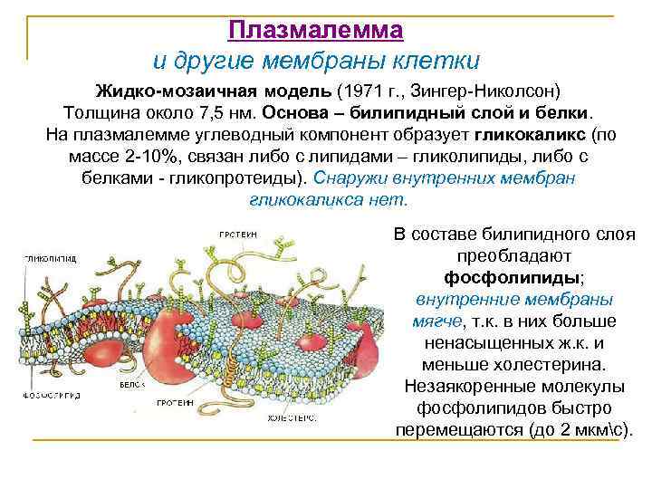 Плазмалемма и другие мембраны клетки Жидко-мозаичная модель (1971 г. , Зингер-Николсон) Толщина около 7,