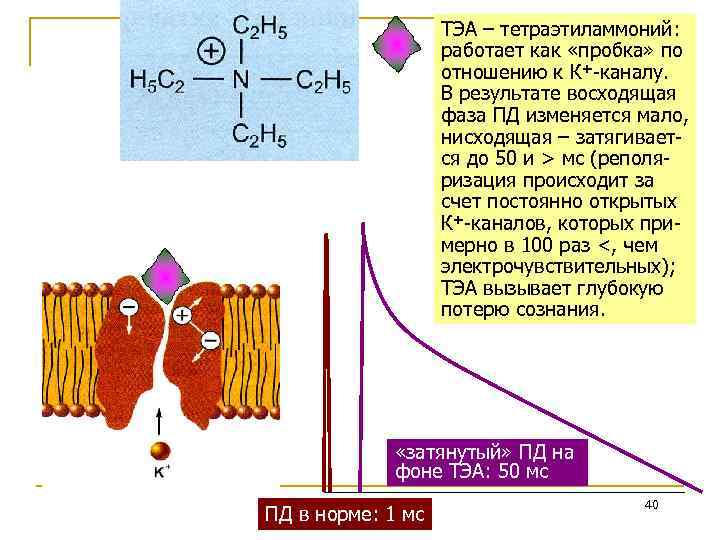 ТЭА – тетраэтиламмоний: работает как «пробка» по отношению к К+-каналу. В результате восходящая фаза