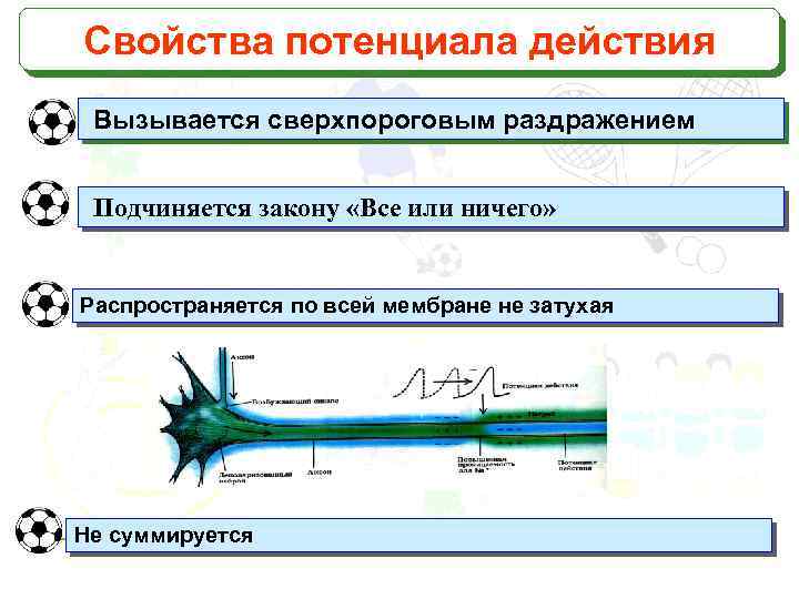 Свойства потенциала действия Вызывается сверхпороговым раздражением Подчиняется закону «Все или ничего» Распространяется по всей
