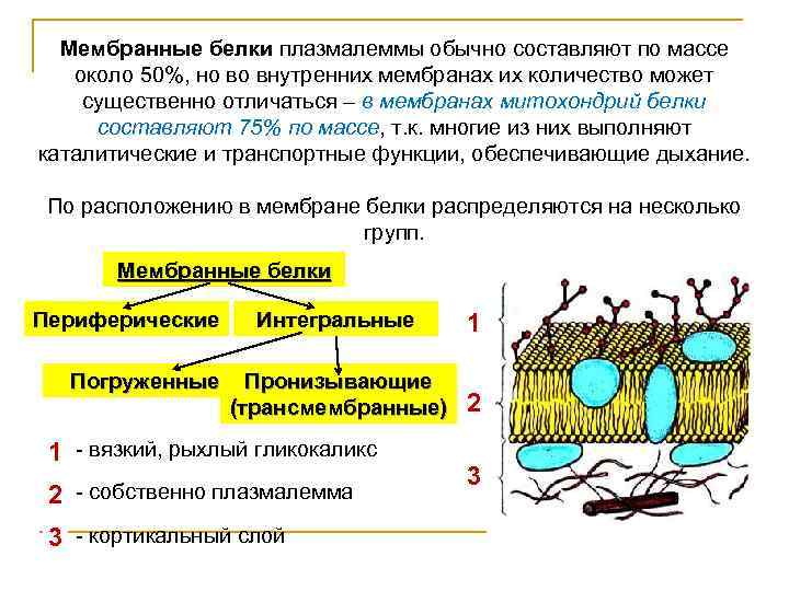 Мембранные белки плазмалеммы обычно составляют по массе около 50%, но во внутренних мембранах их