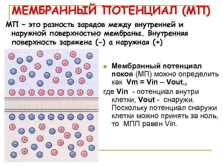 МЕМБРАННЫЙ ПОТЕНЦИАЛ (МП) МП – это разность зарядов между внутренней и наружной поверхностью мембраны.