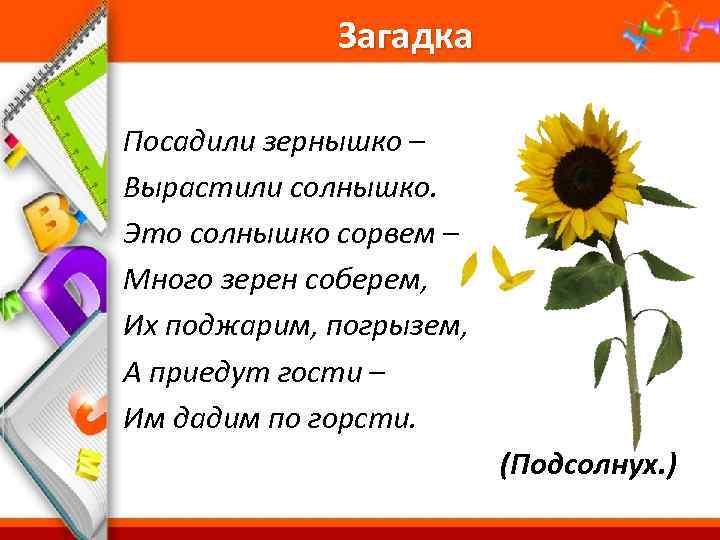 Загадка Посадили зернышко – Вырастили солнышко. Это солнышко сорвем – Много зерен соберем, Их