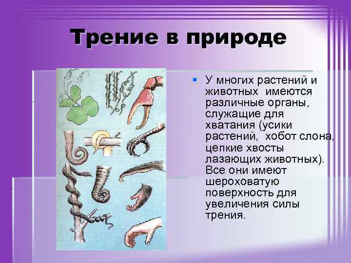 Трение в природе § У многих растений и животных имеются различные органы, служащие для