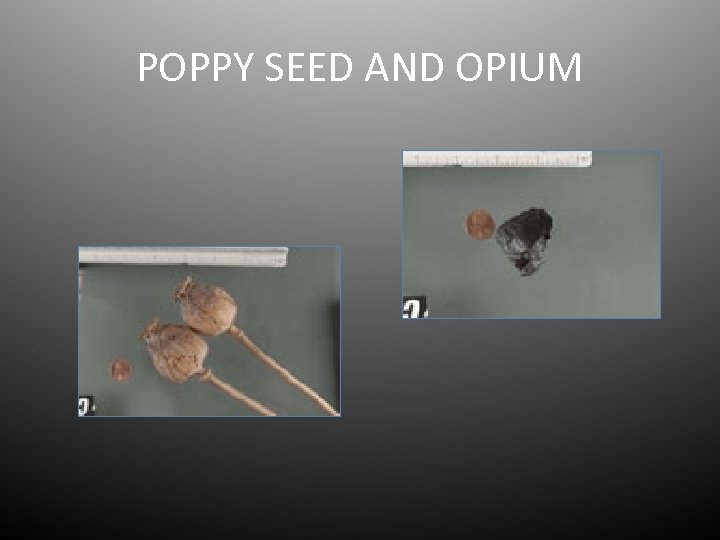 POPPY SEED AND OPIUM 