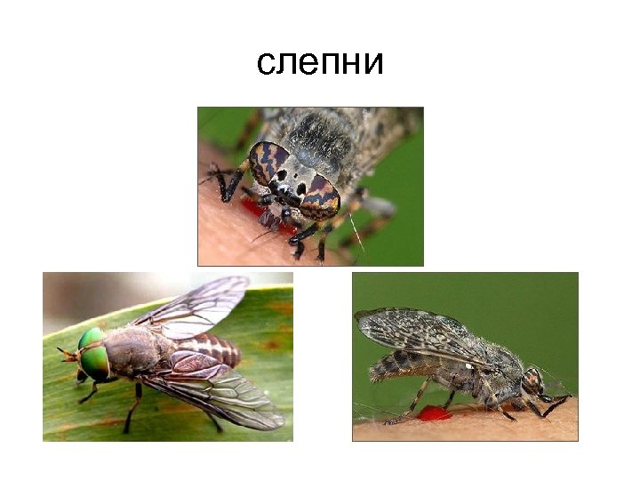 слепни 
