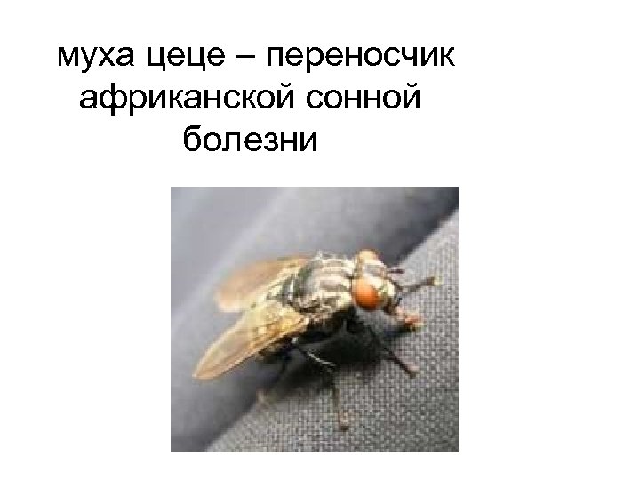  муха цеце – переносчик африканской сонной болезни 