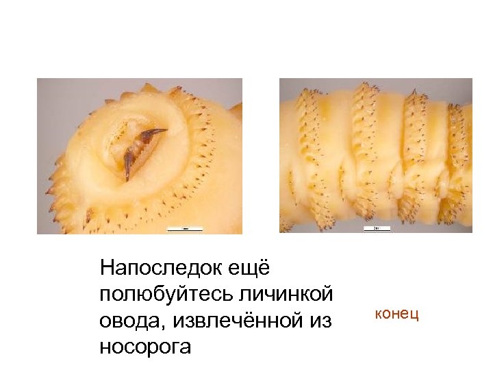 Напоследок ещё полюбуйтесь личинкой овода, извлечённой из носорога конец 
