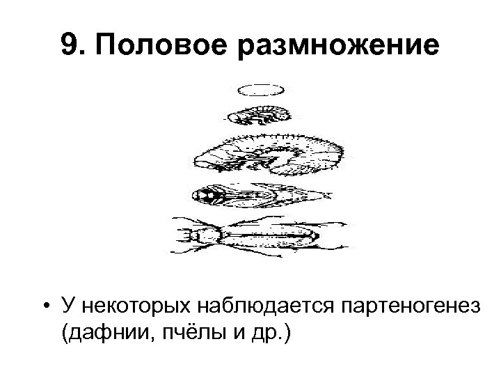 9. Половое размножение • У некоторых наблюдается партеногенез (дафнии, пчёлы и др. ) 