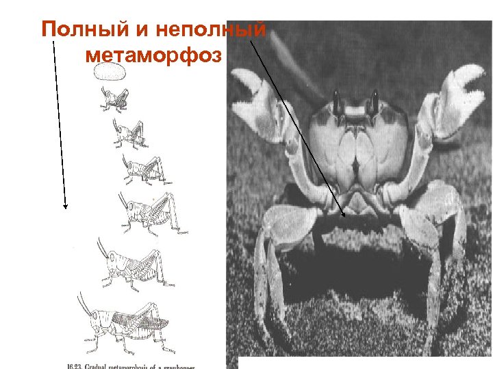 Полный и неполный метаморфоз 