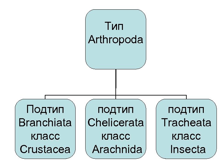 Тип членистоногие подтипы. Подтип Tracheata.