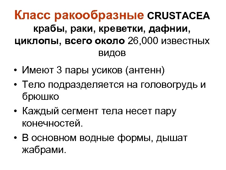 Класс ракообразные CRUSTACEA крабы, раки, креветки, дафнии, циклопы, всего около 26, 000 известных видов