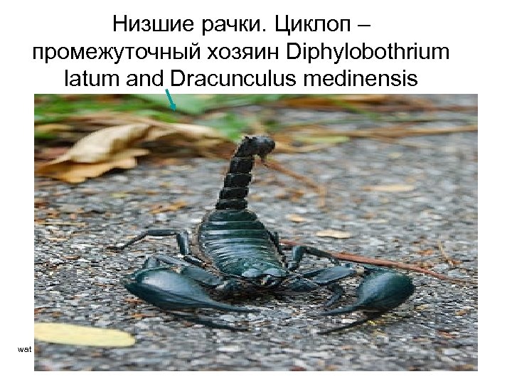 Низшие рачки. Циклоп – промежуточный хозяин Diphylobothrium latum and Dracunculus medinensis wat 