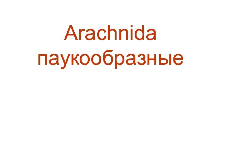 Arachnidа паукообразные 