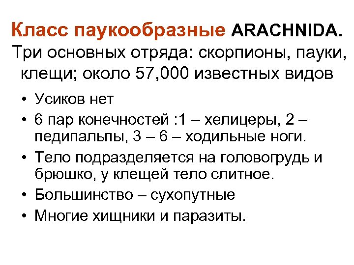 Класс паукообразные ARACHNIDA. Три основных отряда: скорпионы, пауки, клещи; около 57, 000 известных видов