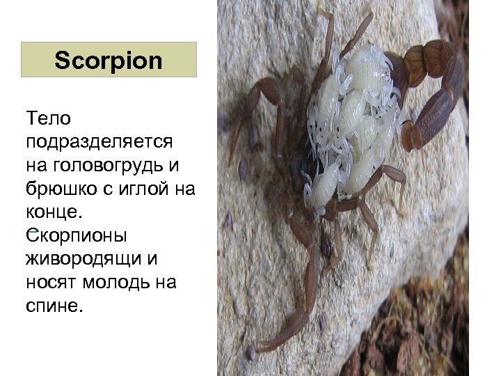 Scorpion Тело подразделяется на головогрудь и брюшко с иглой на конце. Скорпионы живородящи и