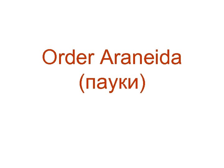 Order Araneida (пауки) 