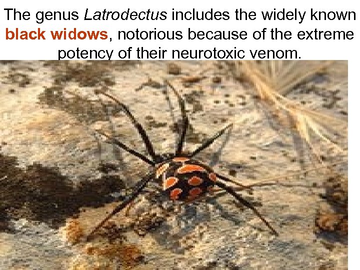 The genus Latrodectus includes the widely known black widows, notorious because of the extreme