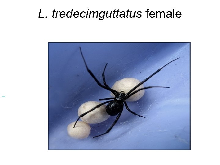 L. tredecimguttatus female 