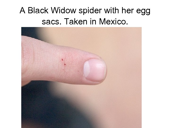 A Black Widow spider with her egg sacs. Taken in Mexico. 