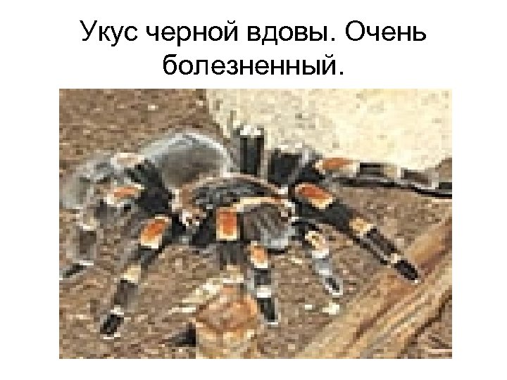 Укус черной вдовы. Очень болезненный. 