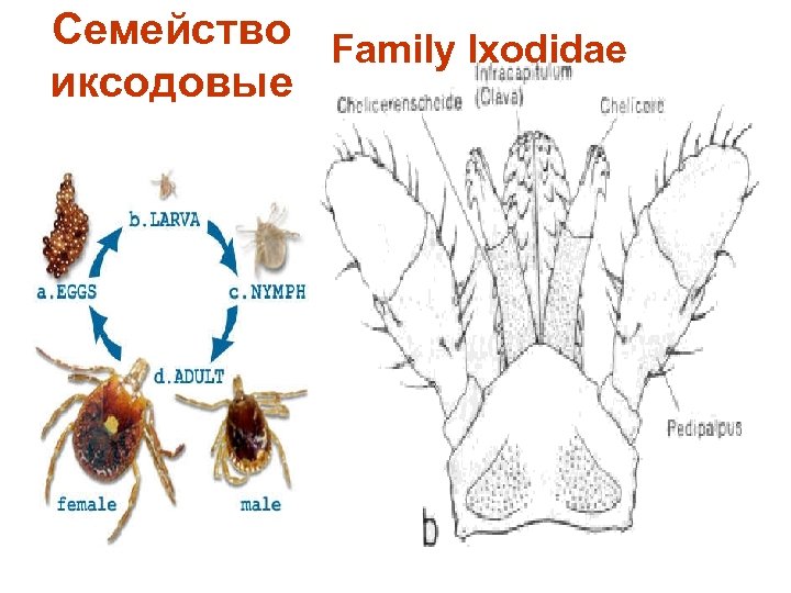 Семейство Family Ixodidae иксодовые 