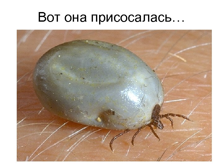 Вот она присосалась… 