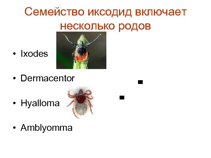 Семейство иксодид включает несколько родов • Ixodes • Dermacentor • Hyalloma • Amblyomma 