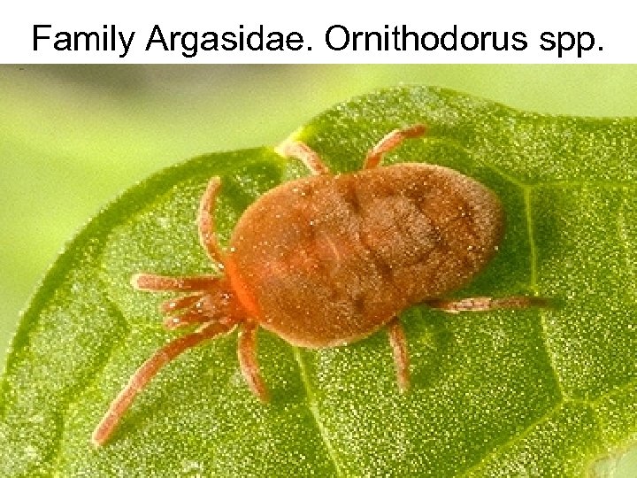 Family Argasidae. Ornithodorus spp. 