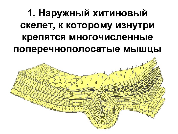 1. Наружный хитиновый скелет, к которому изнутри крепятся многочисленные поперечнополосатые мышцы 