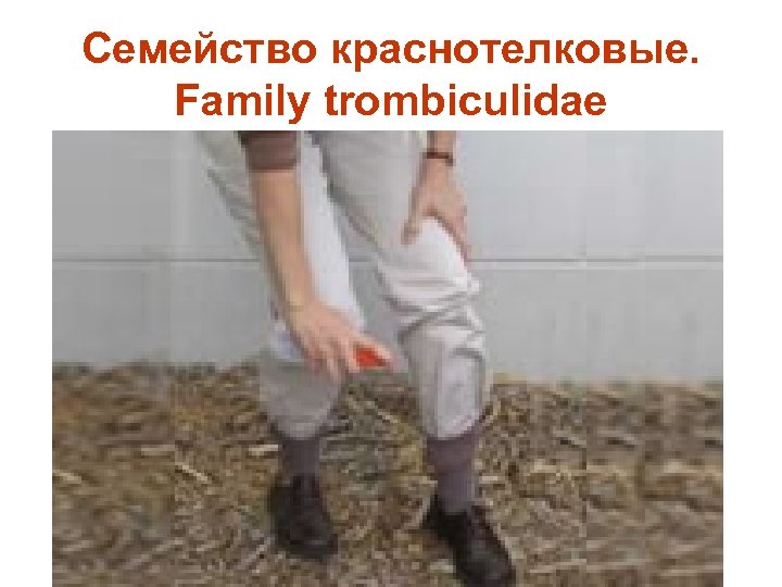 Семейство краснотелковые. Family trombiculidae 