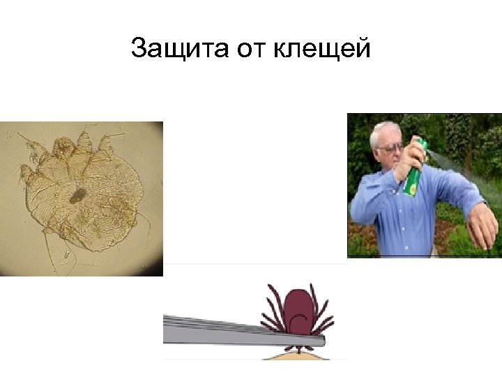 Защита от клещей 