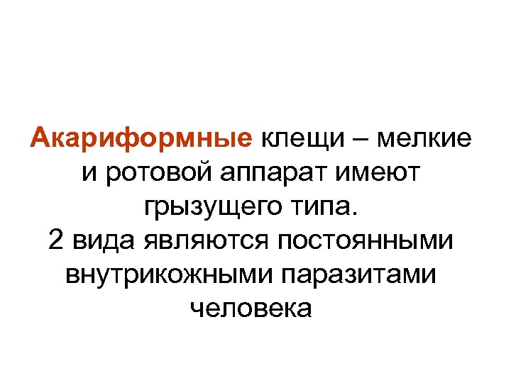 Акариформные клещи – мелкие и ротовой аппарат имеют грызущего типа. 2 вида являются постоянными