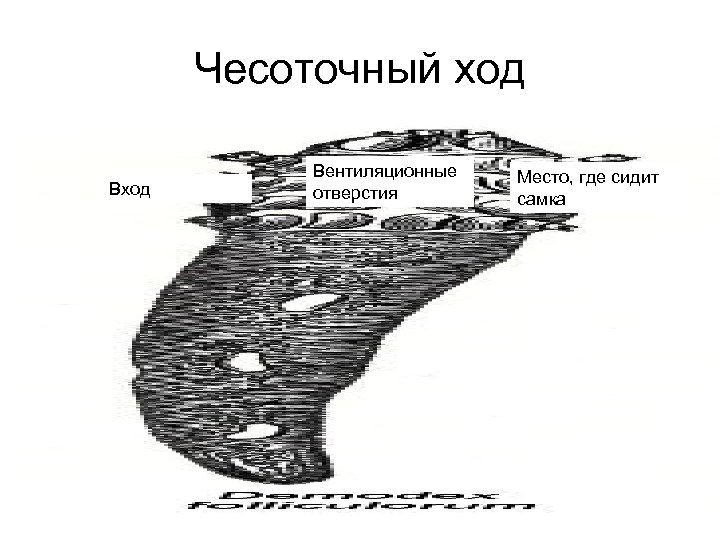 Чесоточный ход Вход Вентиляционные отверстия Место, где сидит самка 