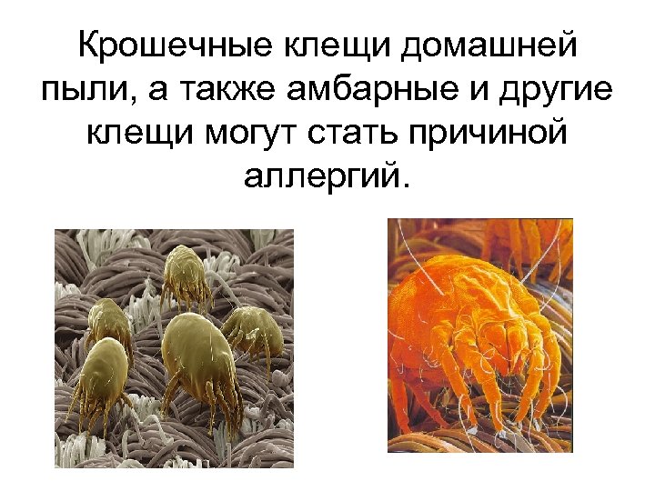 Крошечные клещи домашней пыли, а также амбарные и другие клещи могут стать причиной аллергий.