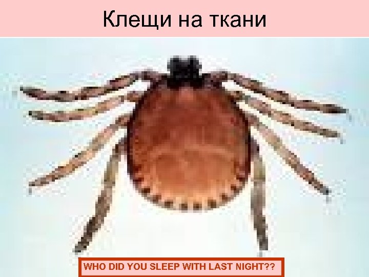 Клещи на ткани WHO DID YOU SLEEP WITH LAST NIGHT? ? 