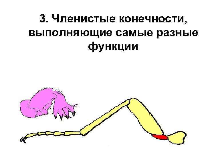3. Членистые конечности, выполняющие самые разные функции 