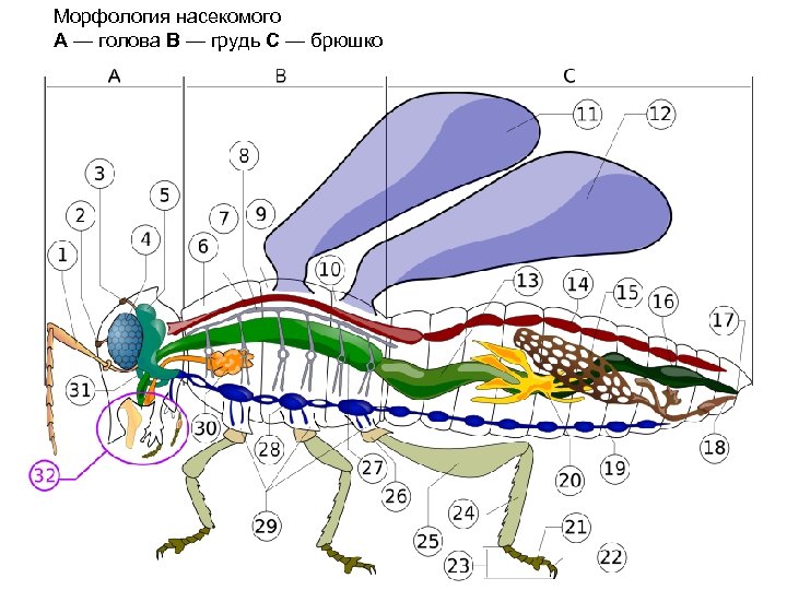 Морфология насекомого A — голова B — грудь C — брюшко 