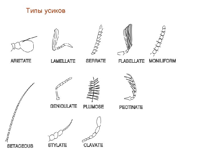 Типы усиков 