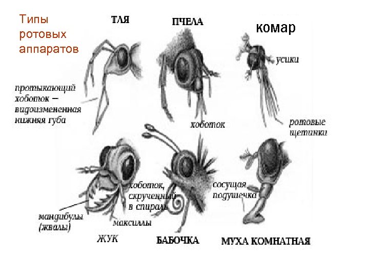 Типы ротовых аппаратов комар 