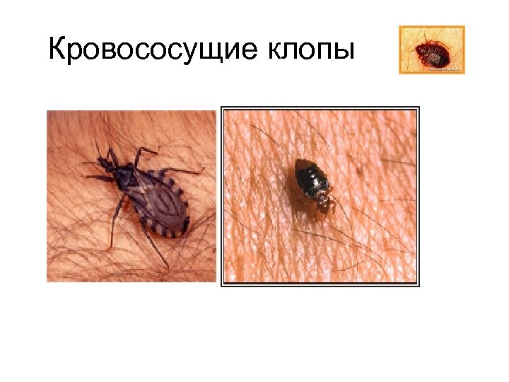 Кровососущие клопы 
