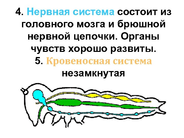 4. Нервная система состоит из головного мозга и брюшной нервной цепочки. Органы чувств хорошо