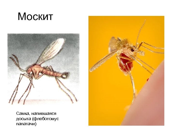 Москит Самка, напившаяся досыта (флеботомус папатачи) 