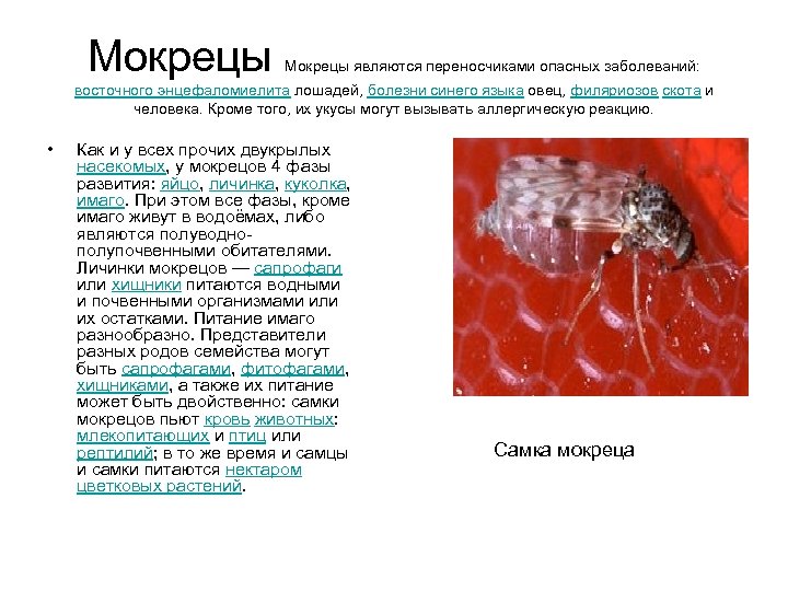 Мокрецы являются переносчиками опасных заболеваний: восточного энцефаломиелита лошадей, болезни синего языка овец, филяриозов скота
