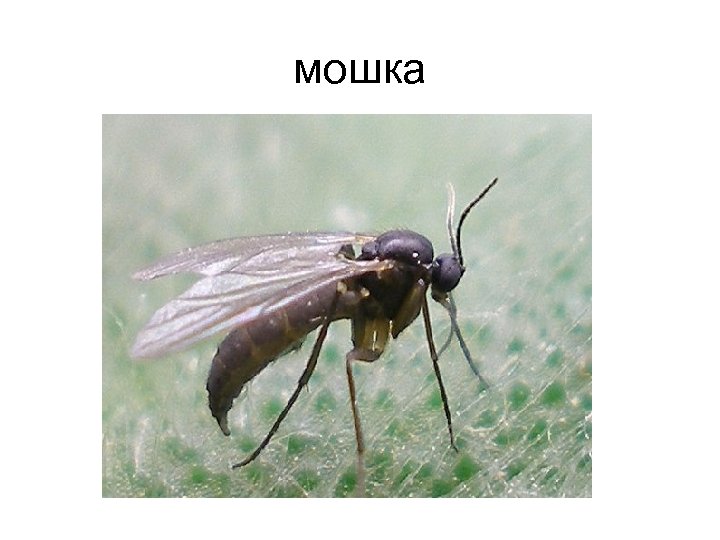 мошка 