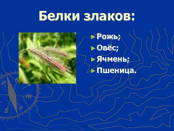 Белки злаков: ► Рожь; ► Овёс; ► Ячмень; ► Пшеница. 