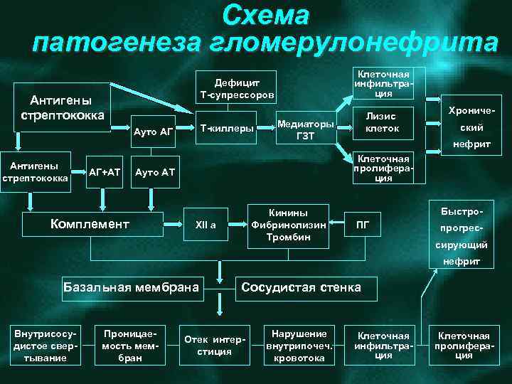 Схема патогенеза гломерулонефрита Антигены стрептококка Т киллеры Ауто АГ Антигены стрептококка АГ+АТ Клеточная инфильтра