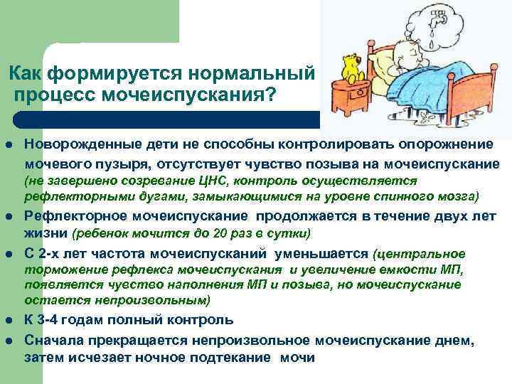 Как формируется нормальный процесс мочеиспускания? l Новорожденные дети не способны контролировать опорожнение мочевого пузыря,