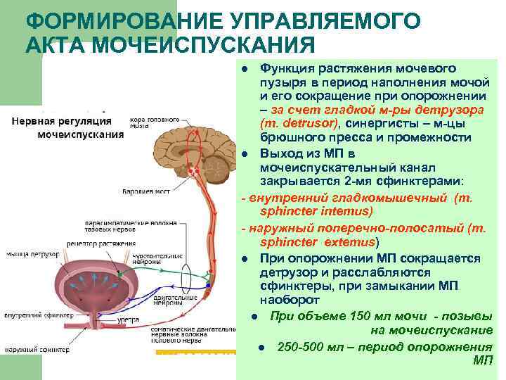 ФОРМИРОВАНИЕ УПРАВЛЯЕМОГО АКТА МОЧЕИСПУСКАНИЯ Функция растяжения мочевого пузыря в период наполнения мочой и его